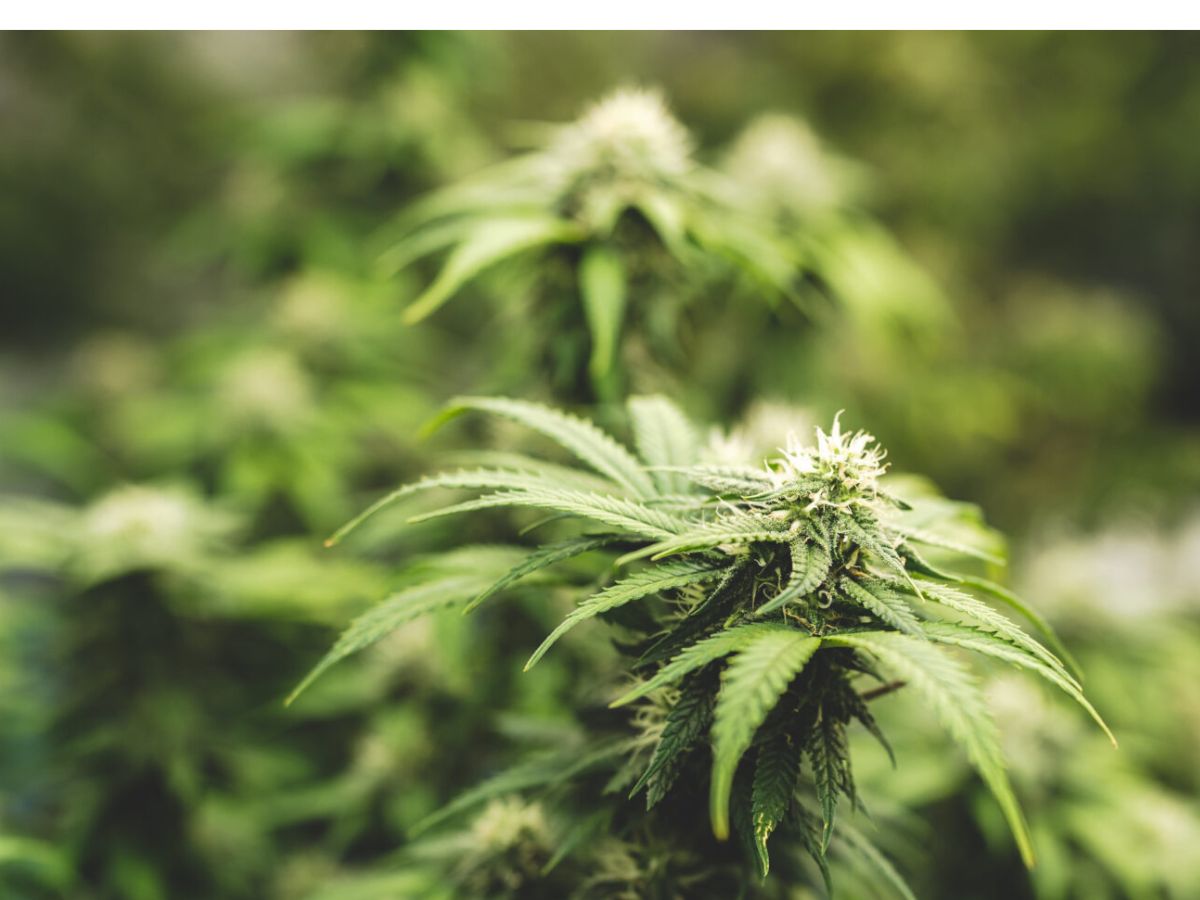 1 Cannabis plant