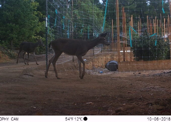 deer in cannabis farm