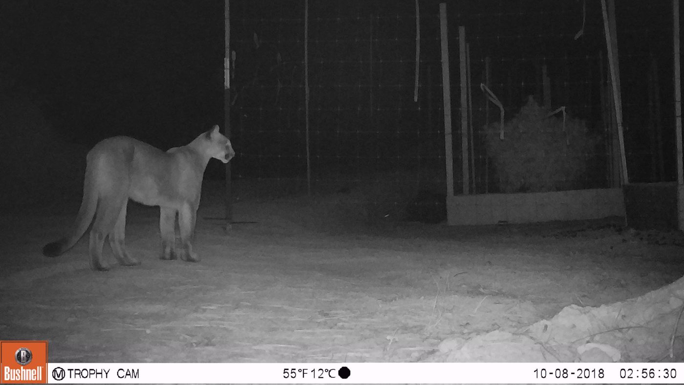 Example night-time photograph from a motion detection camera in study of wildlife interaction with cannabis cultivation region in southern Oregon.