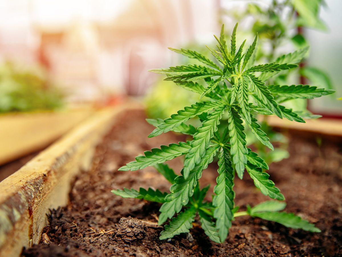 2 young cannabis plant