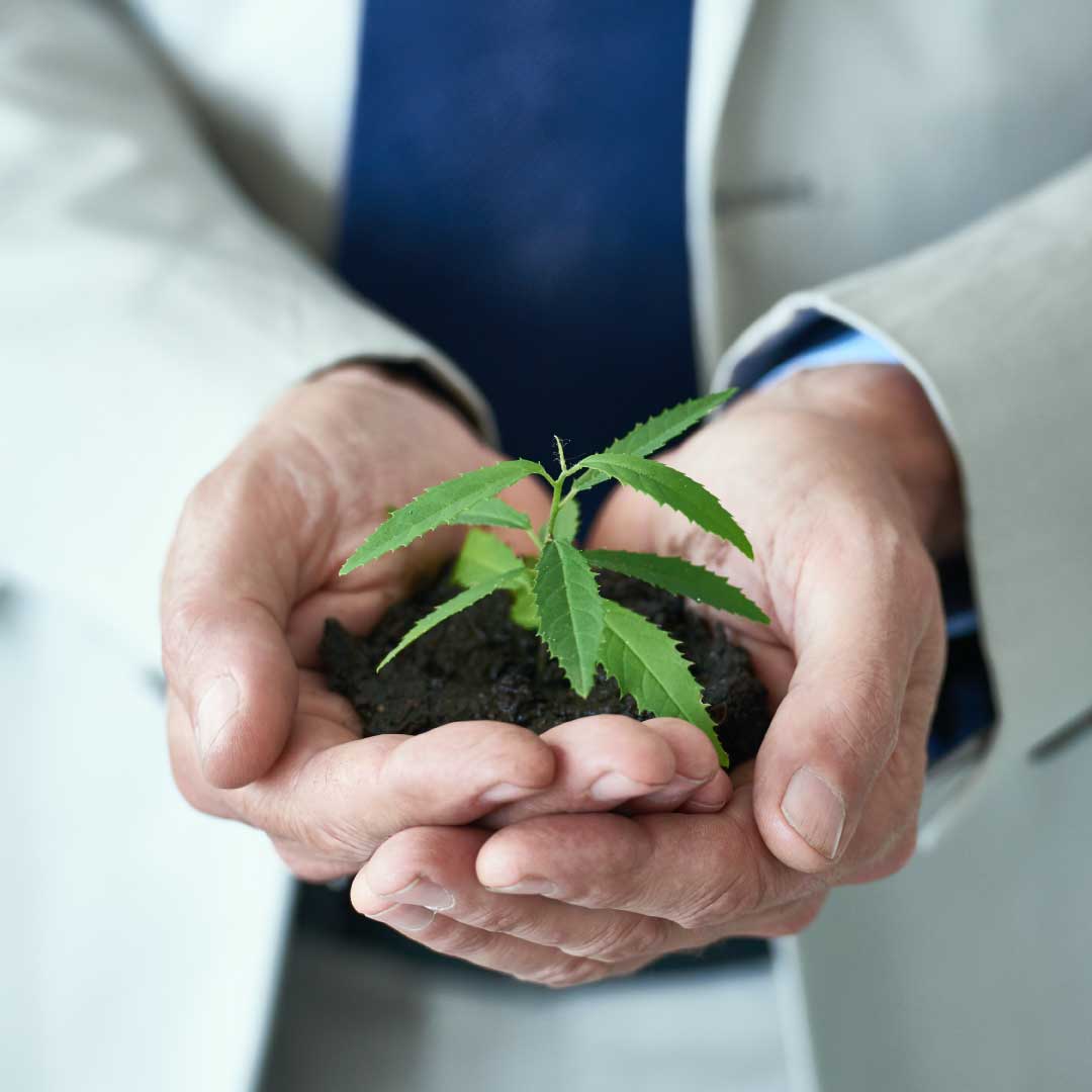 Businessman-holding-cannabis-plant person holding a young cannabis plant