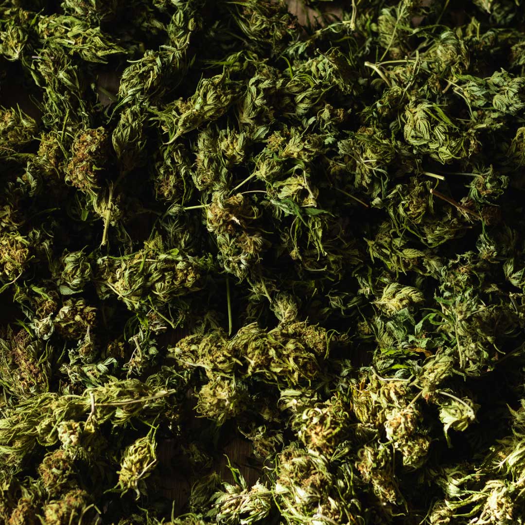 Cannabis-Buds Cannabis-Buds