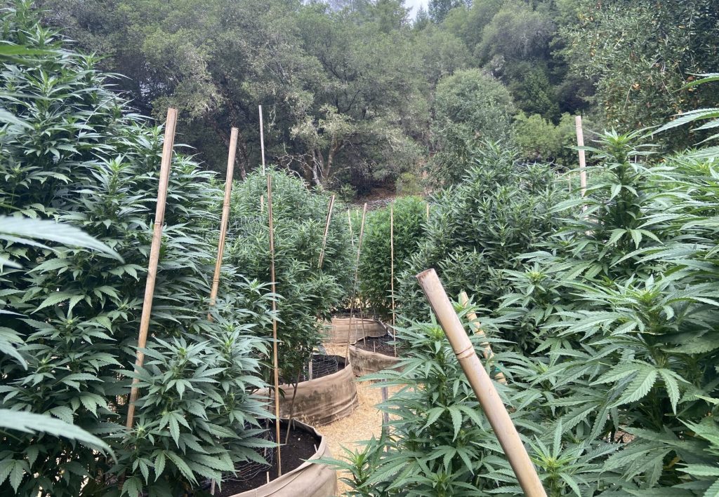 Cannabis plants
