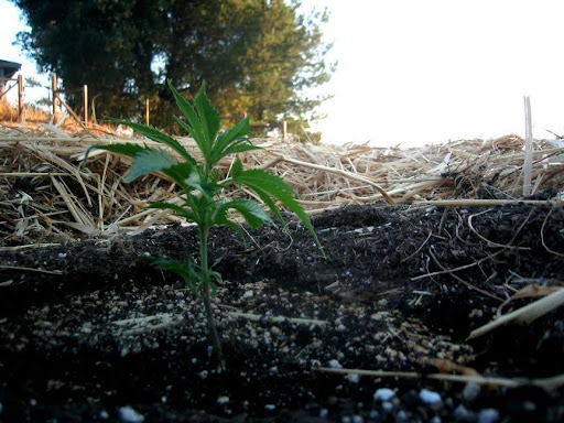 young cannabis plant