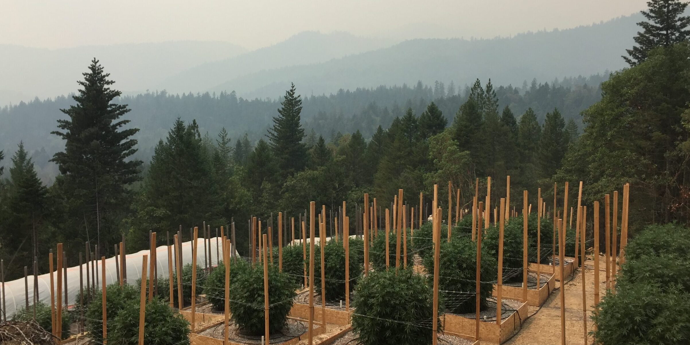 Shifting geographies of legal cannabis production in California