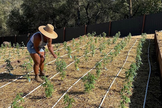 young cannabis plants