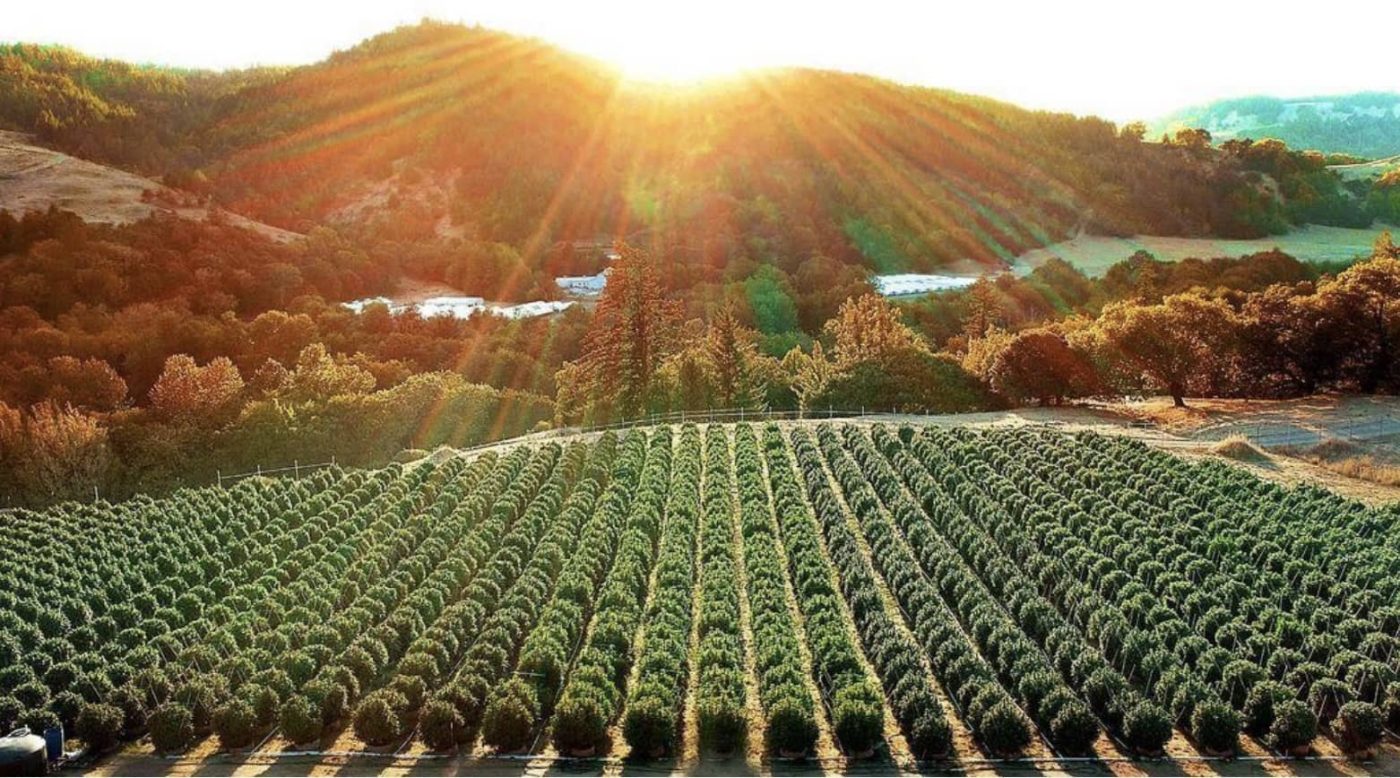 cannabis plantation
