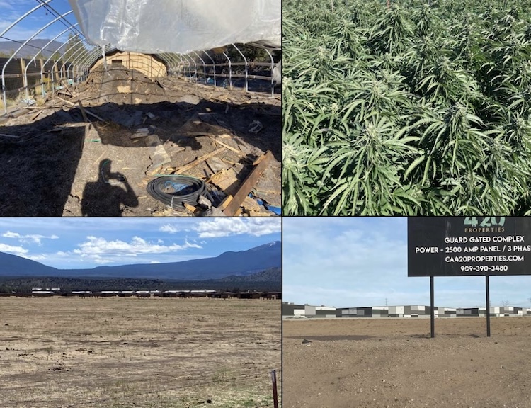 cannabis plantation