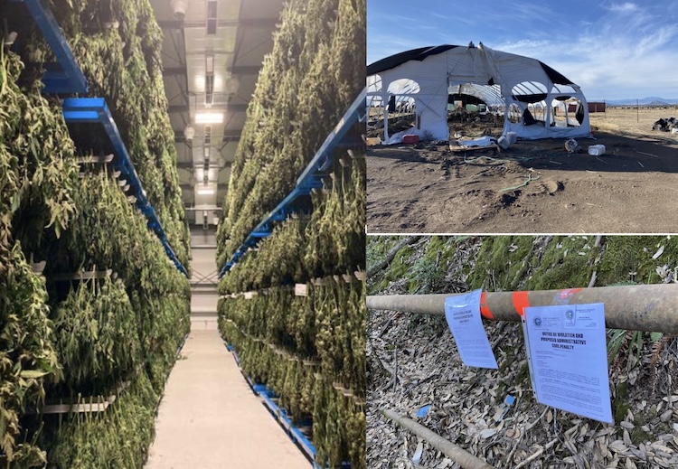 cannabis green house