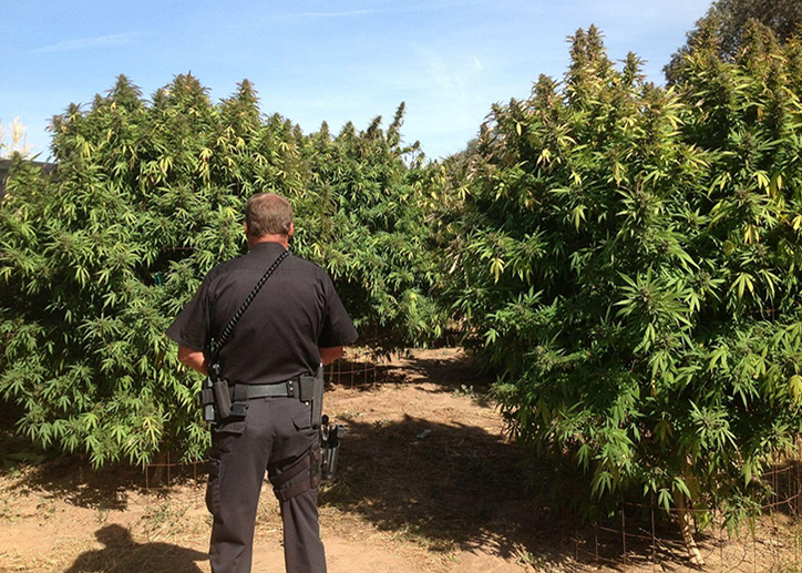 Photograph of police officer in front of cannabis plants in the outdoors