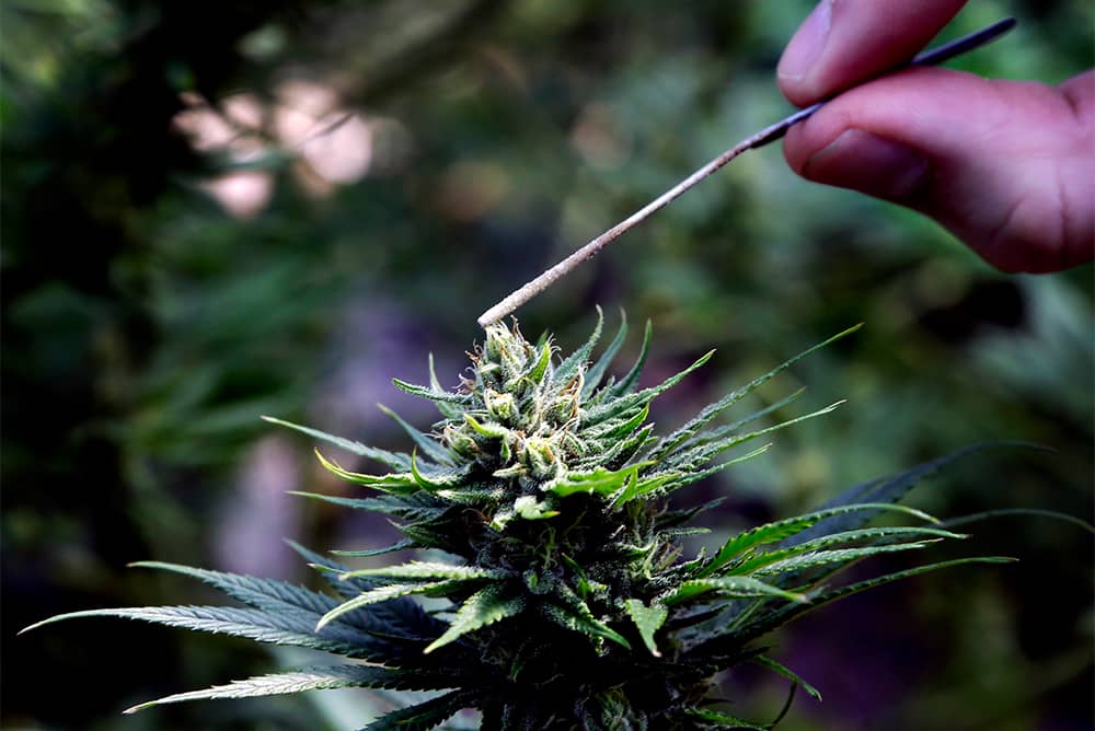 cannabis bud