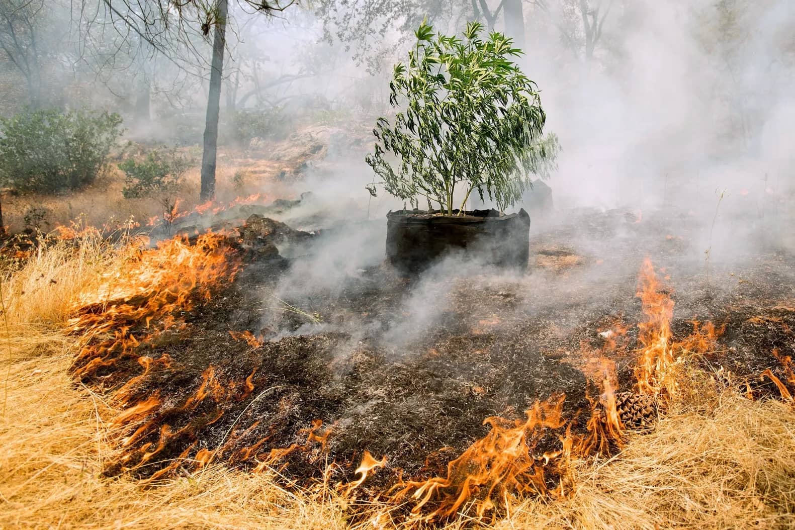 Wildfire smoke exposure has significant economic impacts on California’s licensed cannabis industry