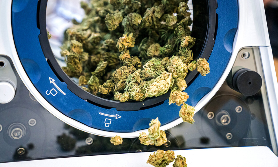 marijuana buds